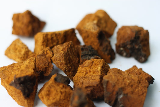 The Chaga Mushroom