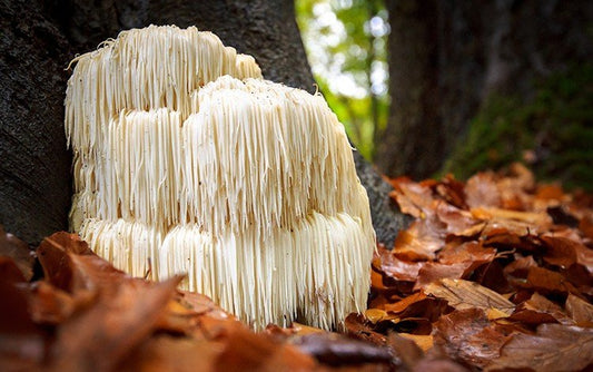 The Lion's Mane Mushroom