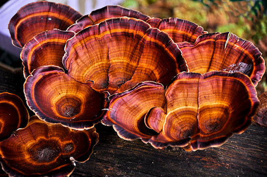 The Reishi Mushroom