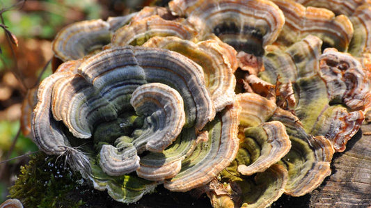 The Turkey Tail Mushroom