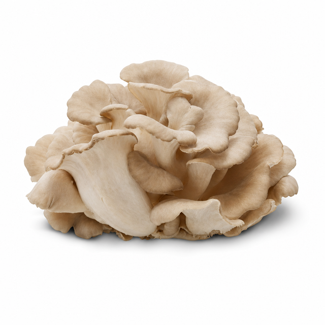 8 - ROYAL SUN AGARICUS