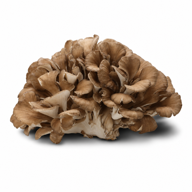5 - MAITAKE