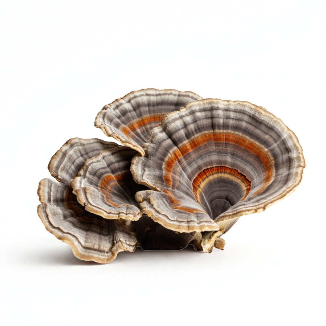 Turkey Tail