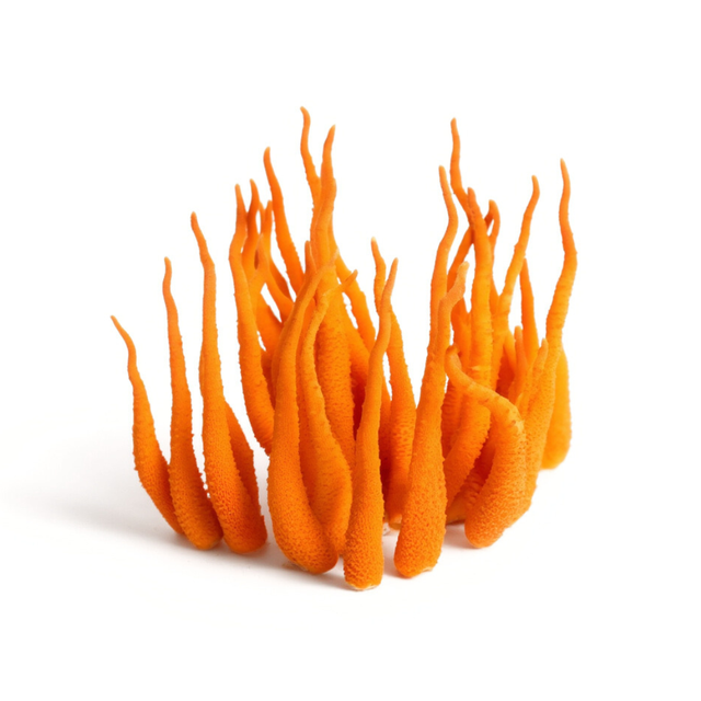 1 - CORDYCEPS SINENSIS