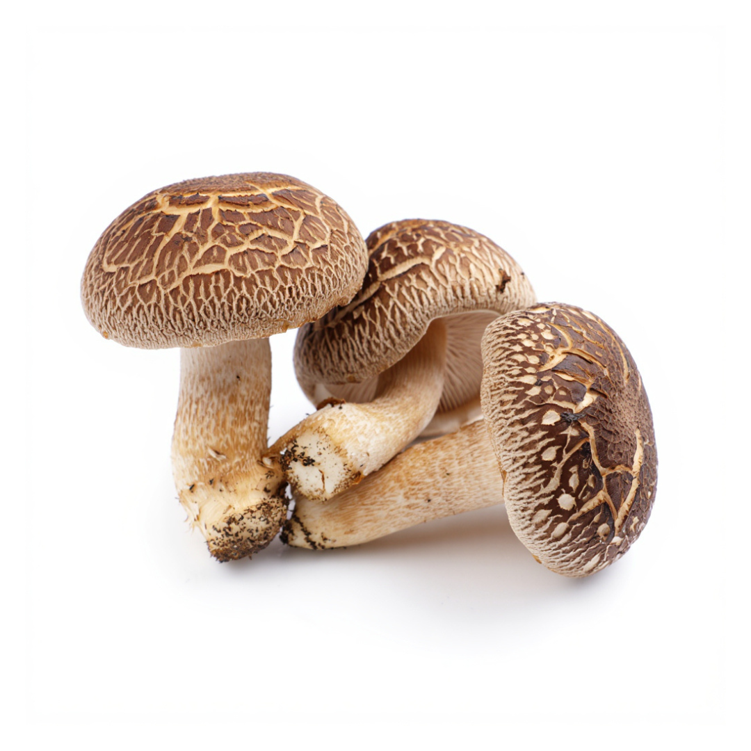 Shiitake