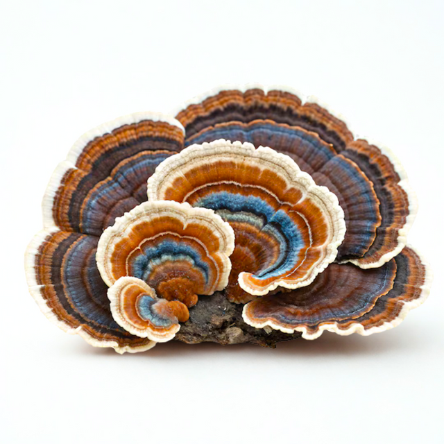 6 - TURKEY TAIL